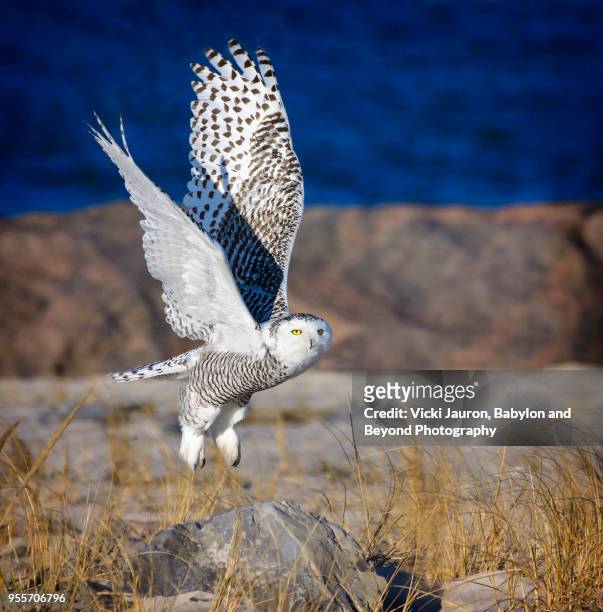 snowy owl lifting from perch on the rocks at jones beach - nassau county bildbanksfoton och bilder