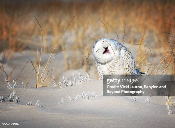 snowy owl having a good laugh at jones beach, long island - búho nival fotografías e imágenes de stock