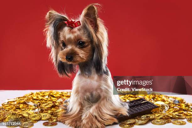 lovely yorkshire terrier - gold abacus stock pictures, royalty-free photos & images