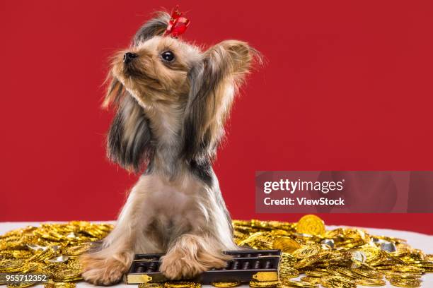 lovely yorkshire terrier - gold abacus stock pictures, royalty-free photos & images