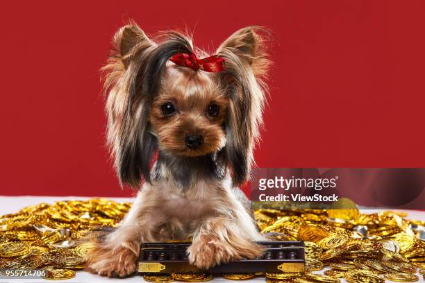lovely yorkshire terrier - gold abacus stock pictures, royalty-free photos & images