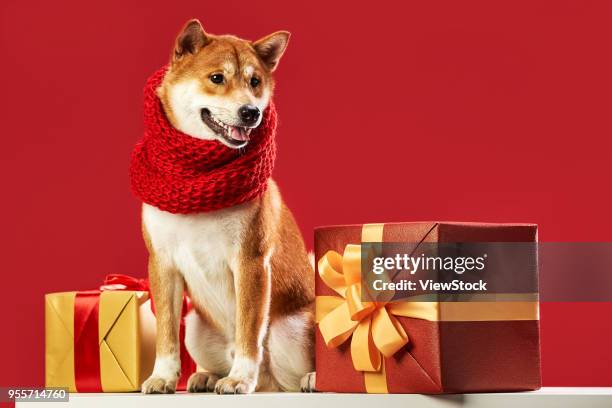 cute shiba inu - inu ストックフォトと画像