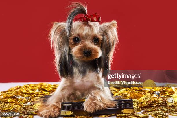 lovely yorkshire terrier - gold abacus stock pictures, royalty-free photos & images