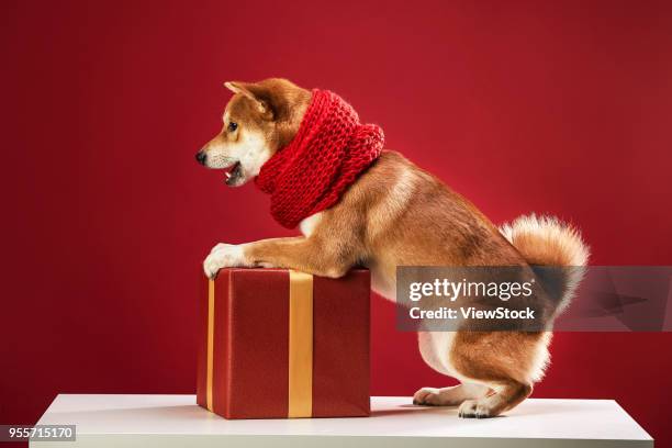 cute shiba inu - inu ストックフォトと画像