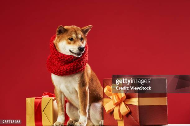 cute shiba inu - inu ストックフォトと画像