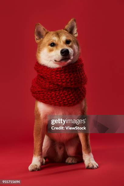 cute shiba inu - inu ストックフォトと画像