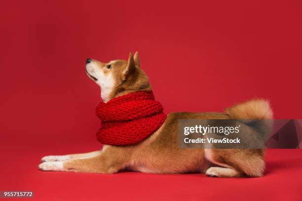 cute shiba inu - inu ストックフォトと画像