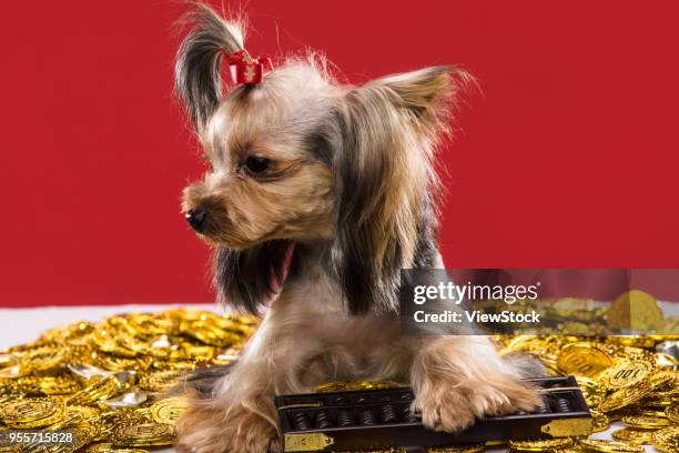 lovely yorkshire terrier - gold abacus stock pictures, royalty-free photos & images