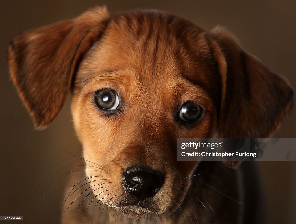 Animal Rescue Centres Feel The Strain After Christmas Pets Are Abandoned