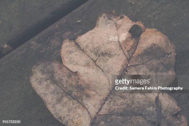 close-up of a dead leaf on a wooden table - samere fahim fotografías e imágenes de stock