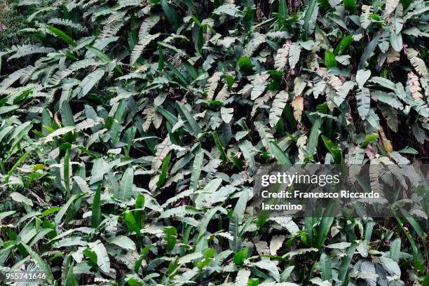 tropical leaves pattern - iacomino costa rica - fotografias e filmes do acervo