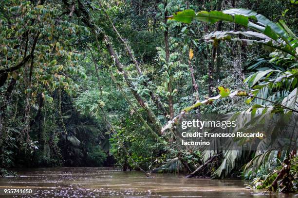 tortuguero, costa rica, central america - iacomino costa rica stock pictures, royalty-free photos & images