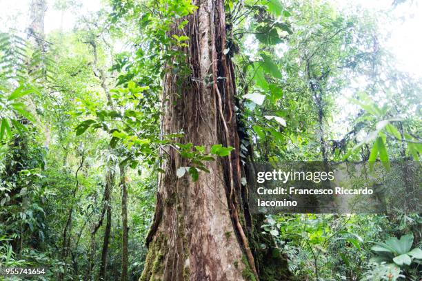 tree and rainforest, costa rica - iacomino costa rica stock pictures, royalty-free photos & images