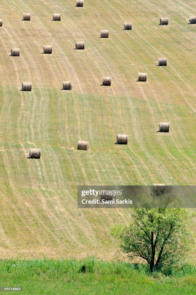 Tree and haystacks bale aligned in field