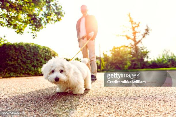 close up of dog on leash looking at the camera - older people walking a dog stock pictures, royalty-free photos & images