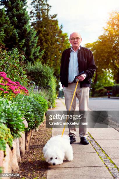 glücklicher senior mann geht auf einem bürgersteig mit seinem hund an der leine haustier - mikkelwilliam stock-fotos und bilder