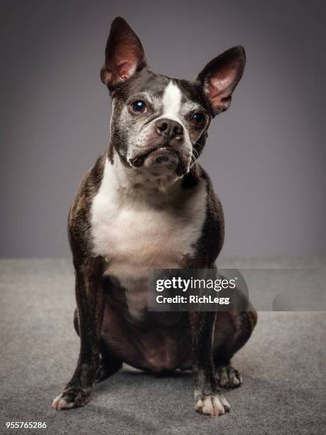 perro de raza boston terrier - mosqueado fotografías e imágenes de stock