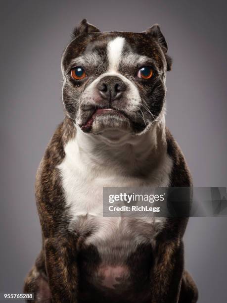 purebred boston terrier dog - terrier boston stock pictures, royalty-free photos & images