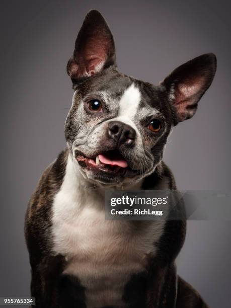 perro de raza boston terrier - mosqueado fotografías e imágenes de stock