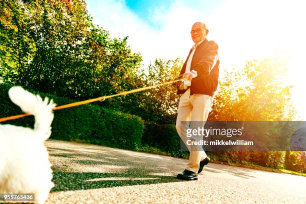 happy senior woman geht seinen hund, während die sonne scheint - mikkelwilliam stock-fotos und bilder