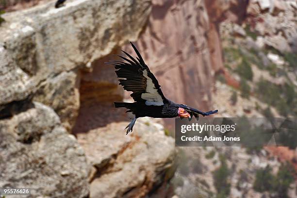 california condor in flight - california condor stock pictures, royalty-free photos & images