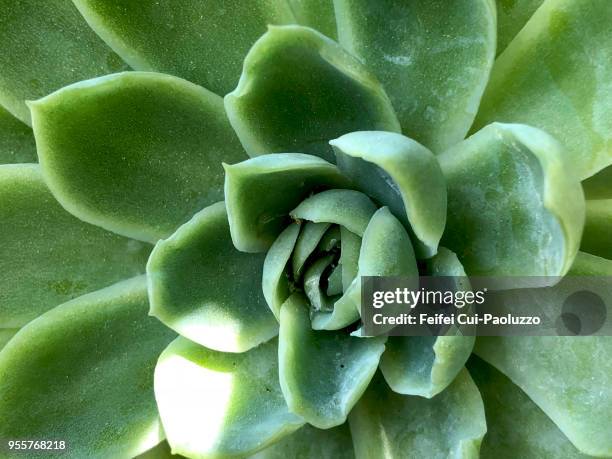 close-up of crassulaceae - stenbräckeordningen bildbanksfoton och bilder