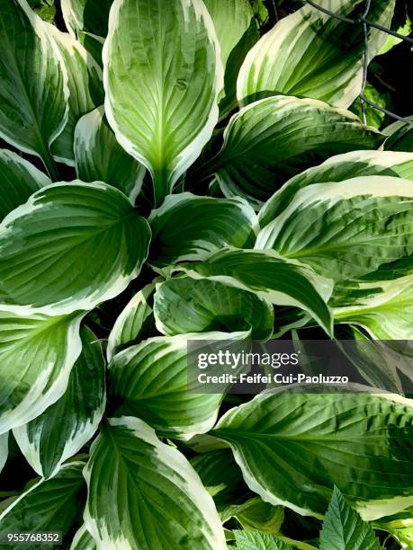 hosta plant - leaf close up stock pictures, royalty-free photos & images