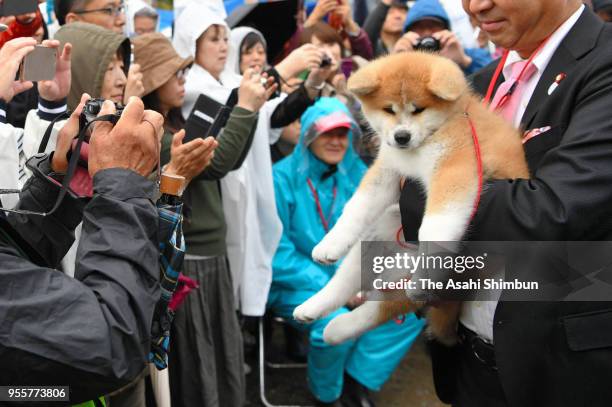 Masaru, a female Akita Inu dog to be given to figure skating champion Alina Zagitova of Russia, is shown to the public at an event organized by...