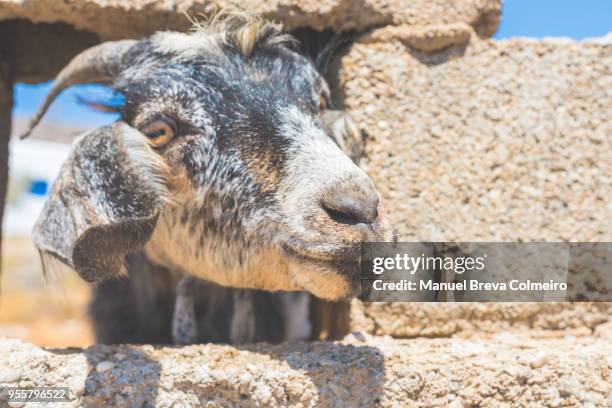 goat - ziegenmilch stock-fotos und bilder