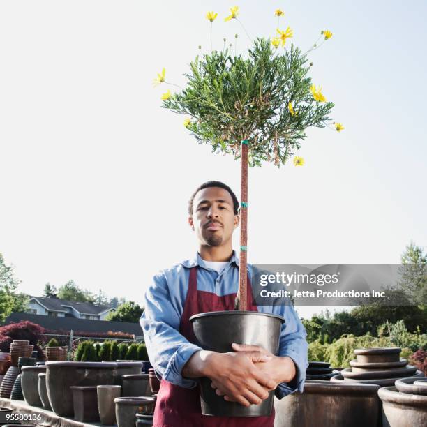 african man working in garden nursery - carrying pot plant stock pictures, royalty-free photos & images