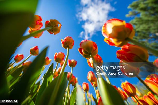 tulips from ground up - lehi 個照片及圖片檔