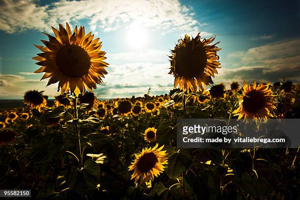 sunflower field in a suny summer day - suny stock pictures, royalty-free photos & images