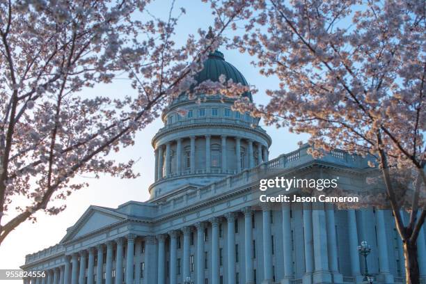 utah's state capitol building and chery blossoms - utah state capitol building stock pictures, royalty-free photos & images