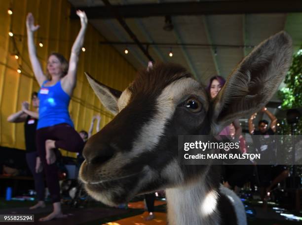 Yoga students take a class with Nigerian Dwarf goats held by the 'Hello Critter Goat Yoga' team at the Golden Road Pub in Los Angeles, California on...