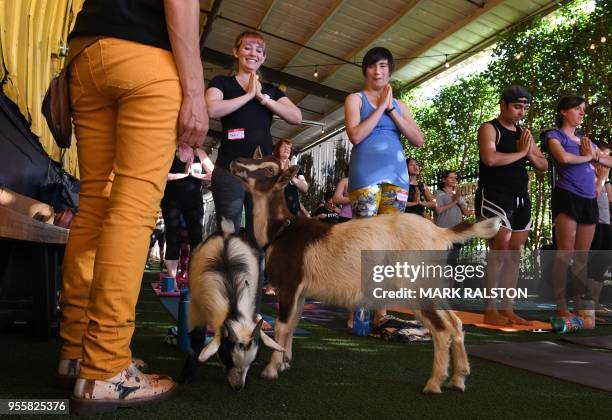 Yoga students take a class with Nigerian Dwarf goats held by the 'Hello Critter Goat Yoga' team at the Golden Road Pub in Los Angeles, California on...