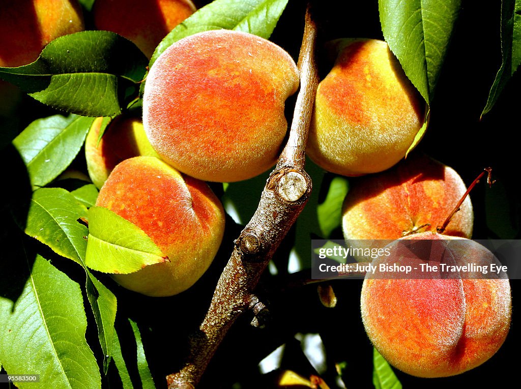 Juicy ripe peaches on the fruit tree