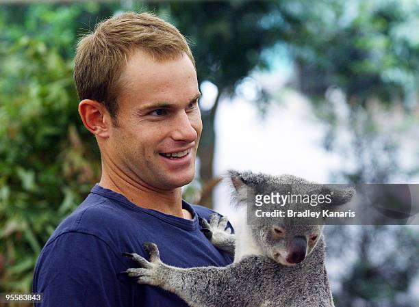 Tennis player Andy Roddick of the USA takes time out from the Brisbane International 2010 to hold a Koala at the Lone Pine Koala Sanctuary on January...