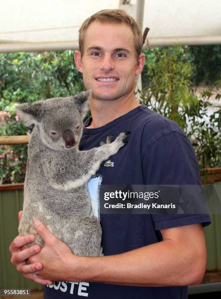 Tennis player Andy Roddick of the USA takes time out from the Brisbane International 2010 to hold a Koala at the Lone Pine Koala Sanctuary on January...