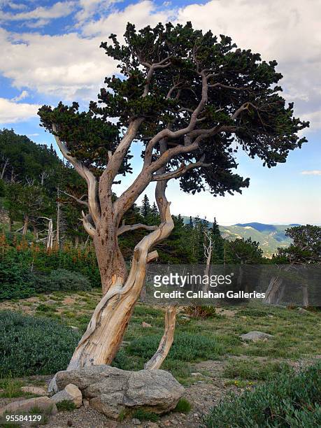ancient bristlecone pine amid alpine tundra - bristlecone pine stock pictures, royalty-free photos & images