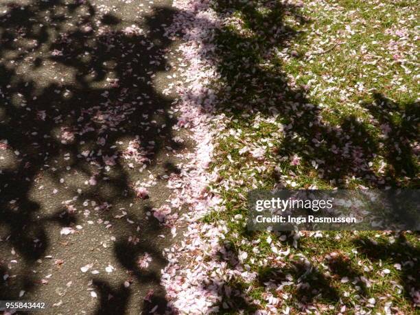 cheery blossom in greenwich park, london, uk - blossom in greenwich park stock-fotos und bilder