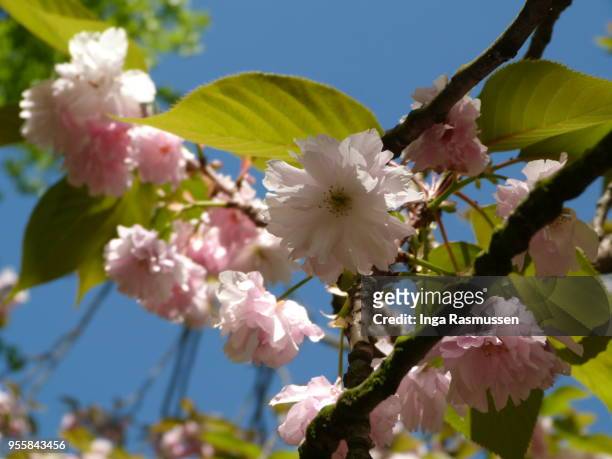 cheery blossom in greenwich park, london, uk - blossom in greenwich park stock-fotos und bilder