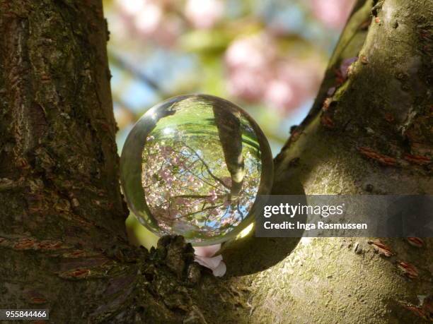 cheery blossom in greenwich park, london, uk - blossom in greenwich park stock-fotos und bilder