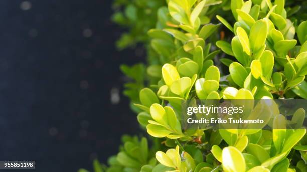 japanese box, buxus microphylla - boxwood stock pictures, royalty-free photos & images