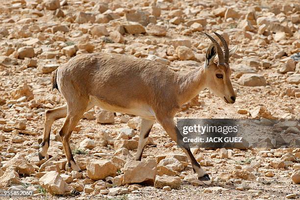 Mitzbe Ramon Mitzpe Ramon Photos and Premium High Res Pictures - Getty Images