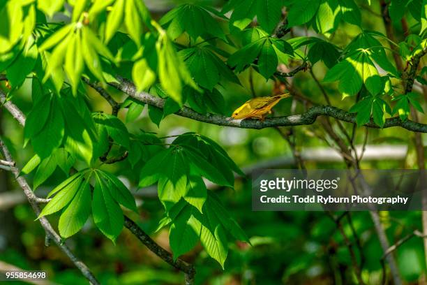 yellow warbler perched - chipe amarillo fotografías e imágenes de stock