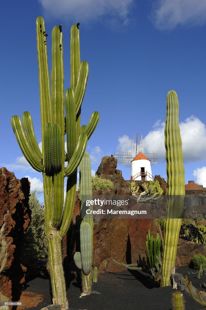 Cactus Garden by Cesar Manrique