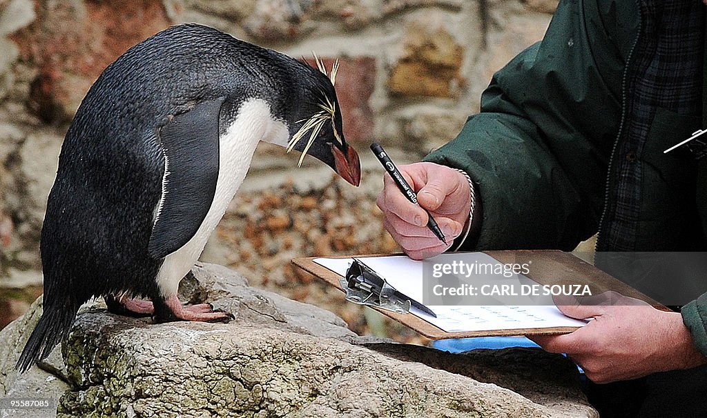 Penguin, Ricky the Rockhopper looks at a