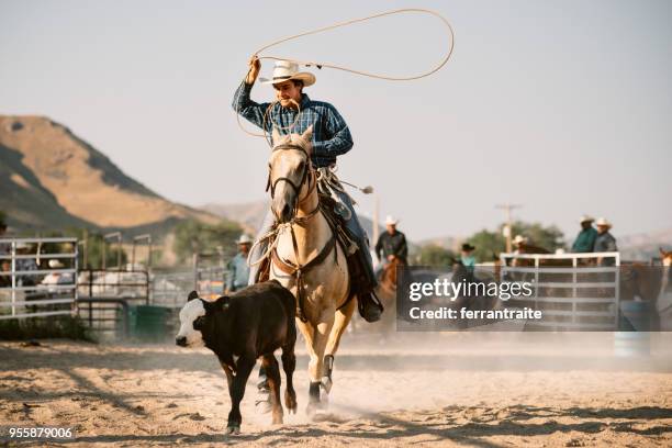 main avec un taureau - cow boy photos et images de collection