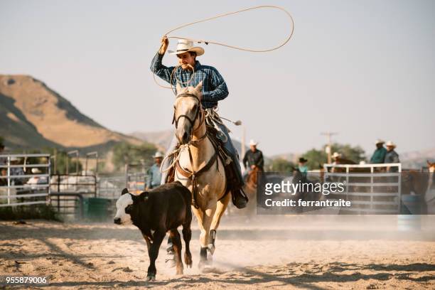 guie roping - rodeo - fotografias e filmes do acervo