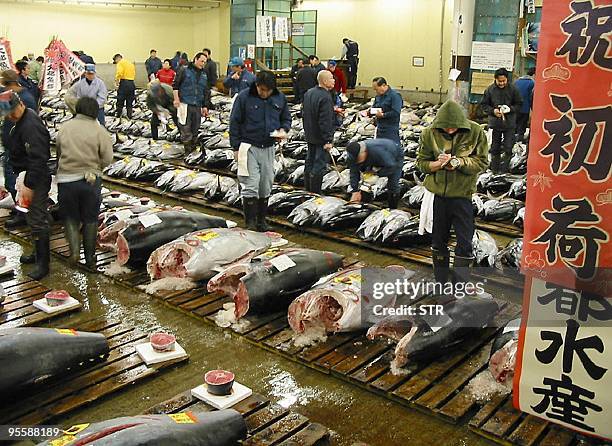 Buyers check tuna fishes at the world's, News Photo